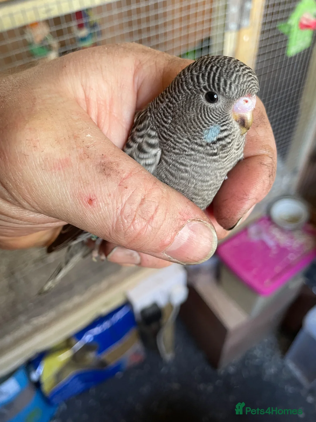 Budgerigars birds for sale: Blackface /Blackwing Budgie - Advert 1