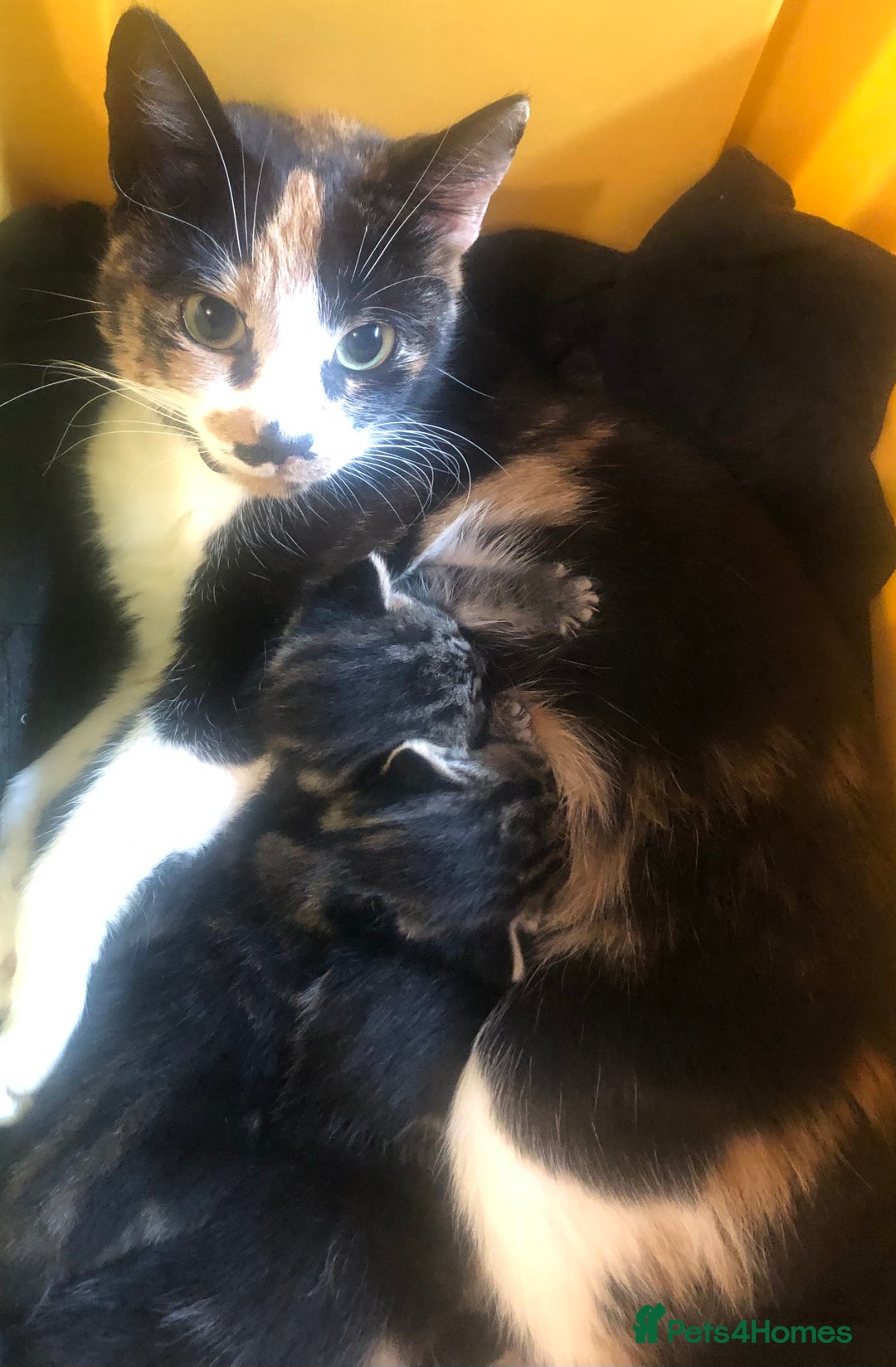 Mixed Breed cats for sale: 3 Beautiful Kittens - Advert 12