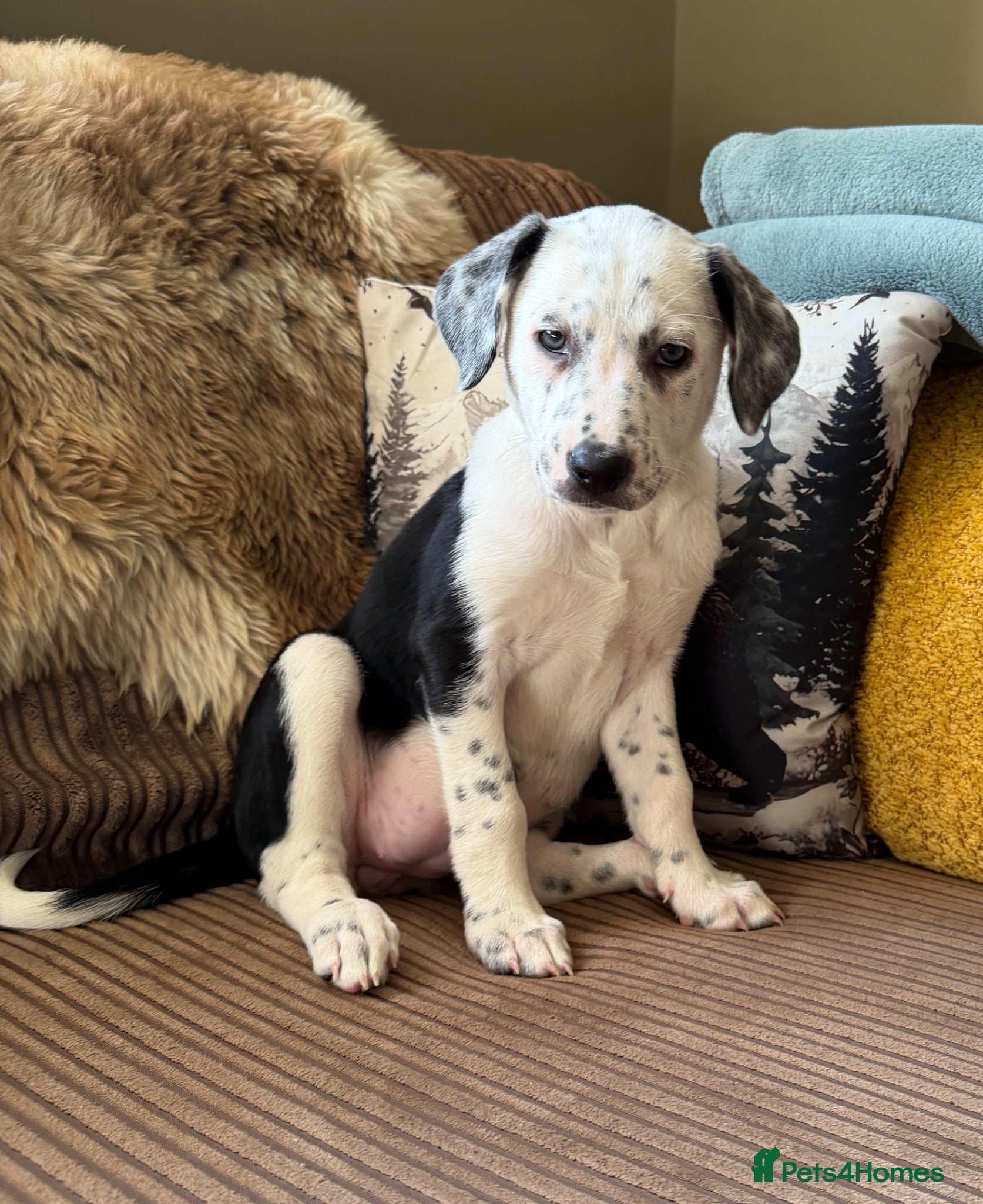 Mixed Breed dogs Dalmatian x collie puppies - Advert 1