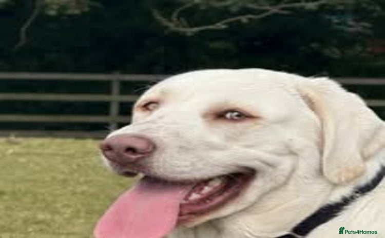 Labrador Retriever dogs - Advert 2