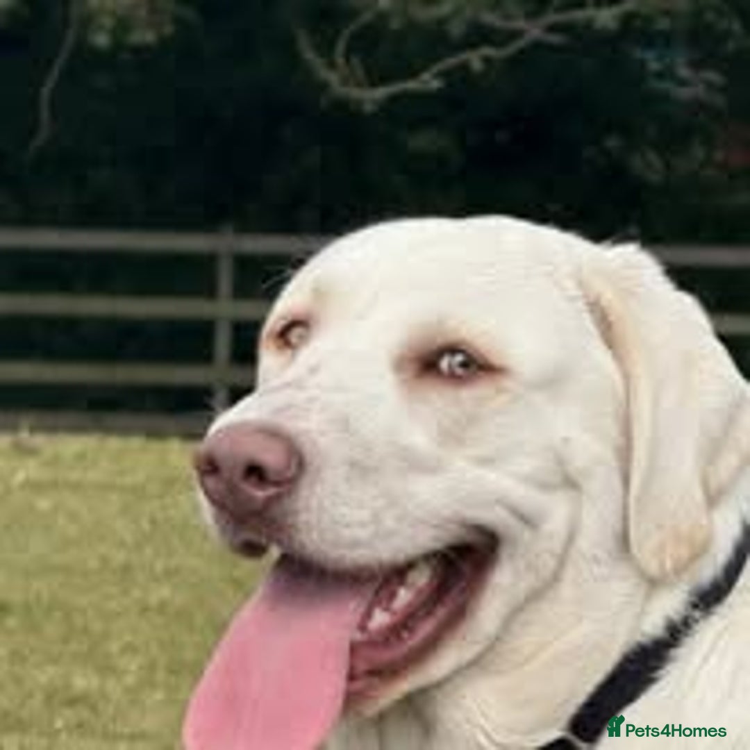 Labrador Retriever dogs for sale: White Labrador - Image 2
