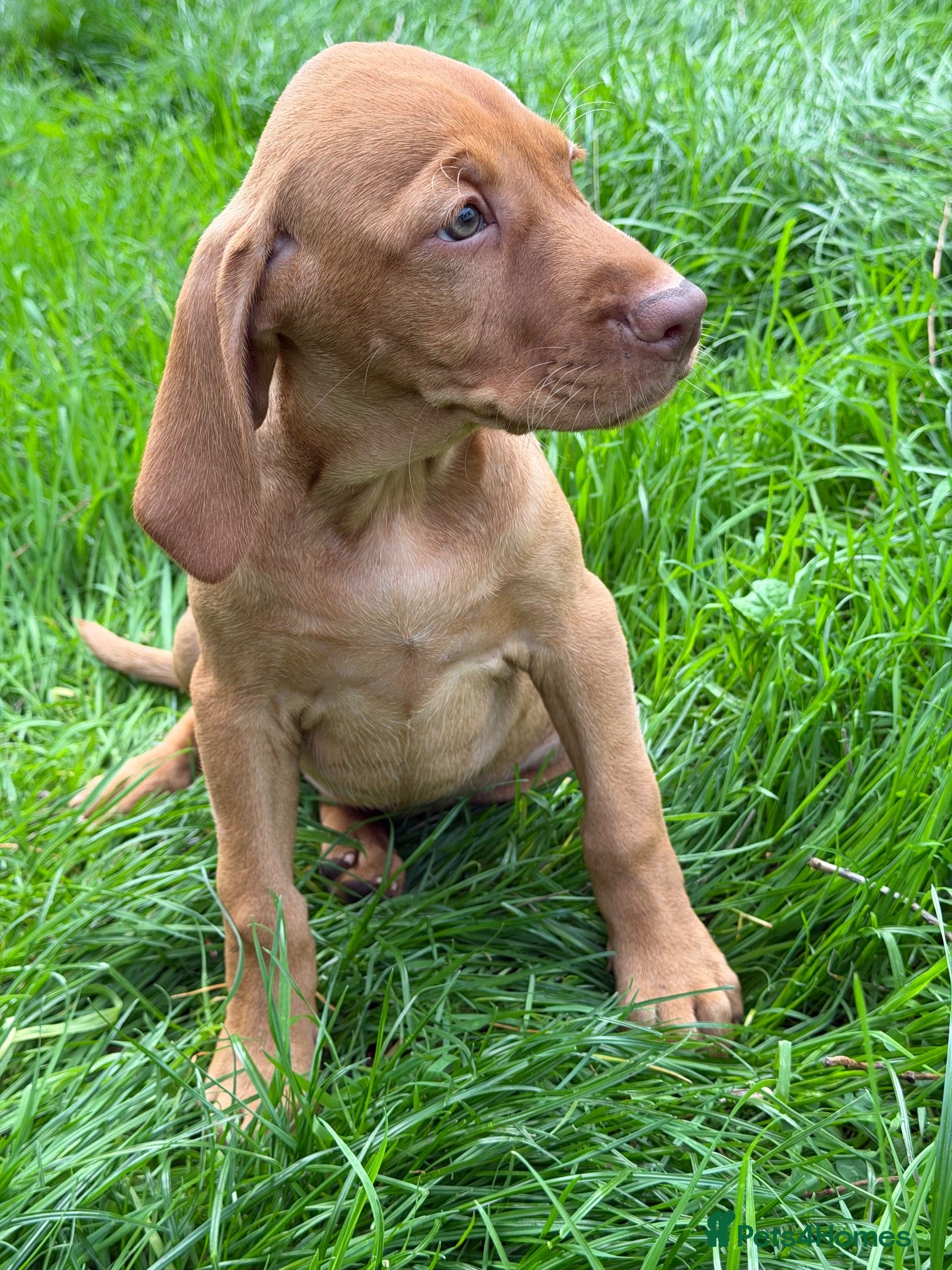 Hungarian Vizsla dogs TRUE HUNGARIAN VIZSLA PUPPIES  - Advert 1