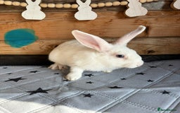 Mixed Breed rabbits for sale: 2 baby bunnies ready for new homes - Image 6