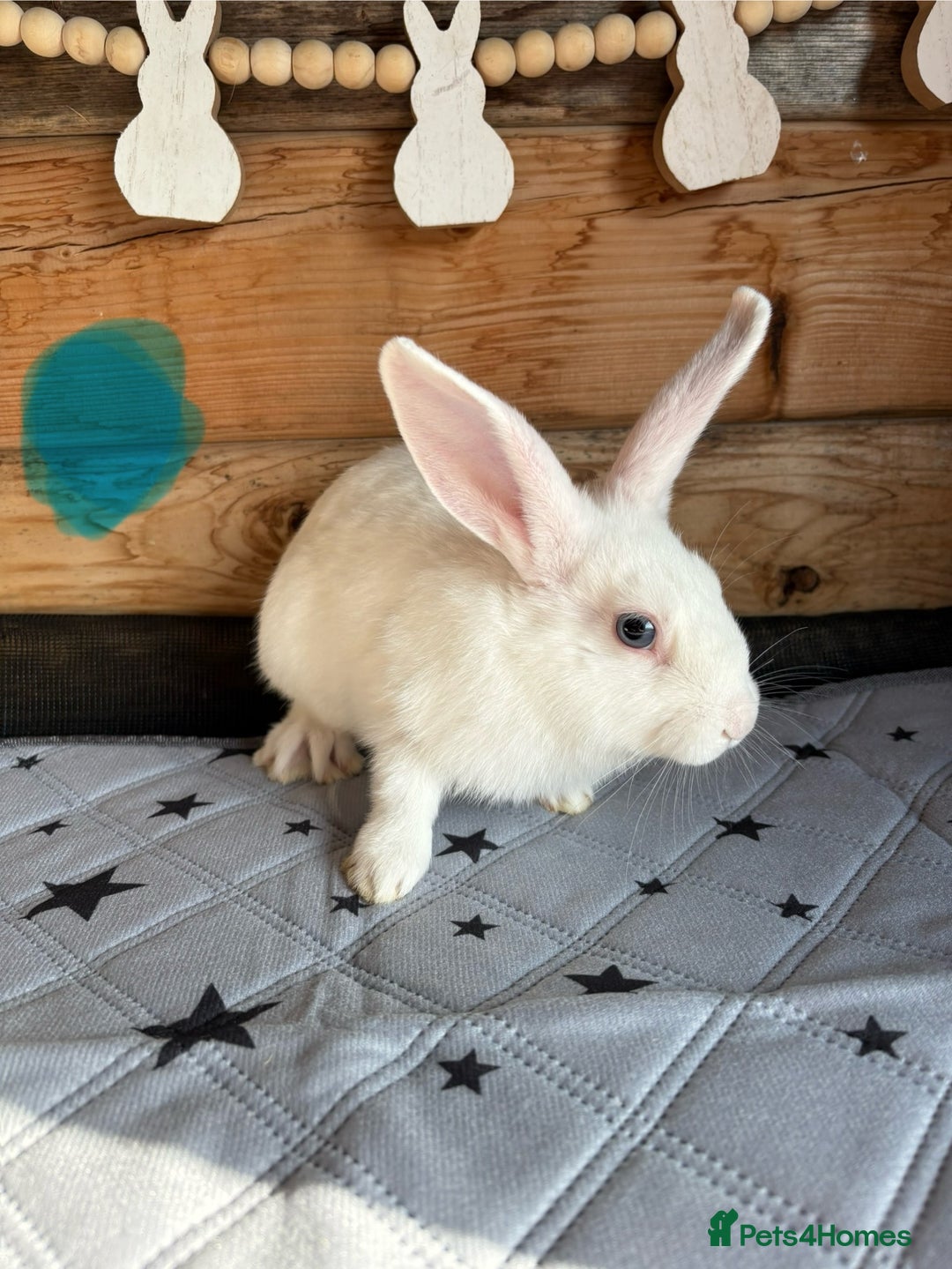 Mixed Breed rabbits for sale: 2 baby bunnies ready for new homes - Image 6