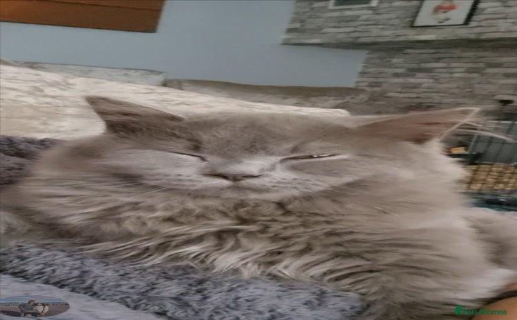 British Longhair cats in Holywell - Advert 1
