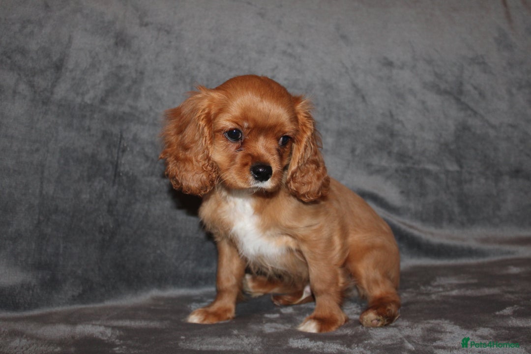 Cavalier King Charles Spaniel dogs for sale: Gorgeous Cavalier King Charles Spaniel Boy - Image 2