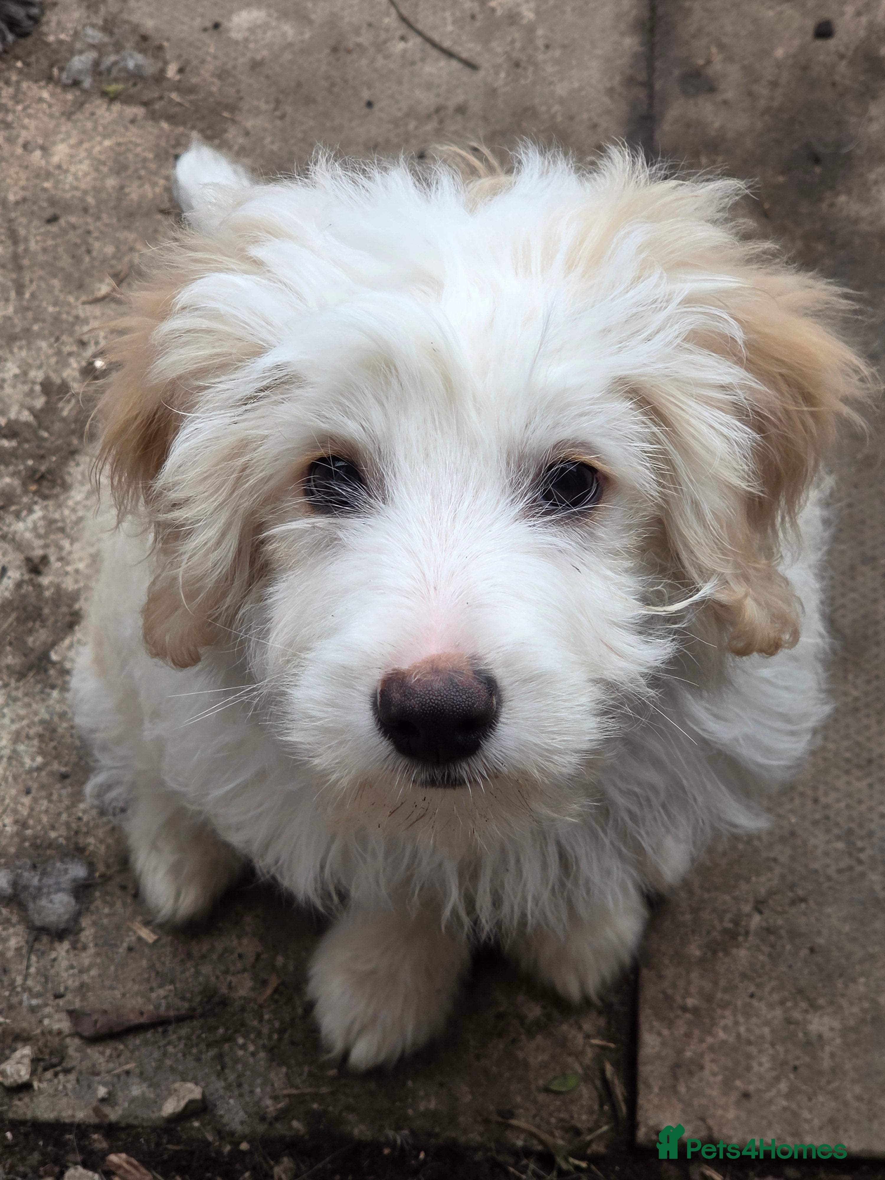 Bordoodle dogs Bordoodle pups - Advert 1