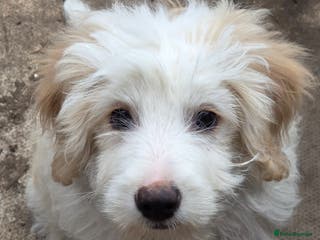 Bordoodle dogs Bordoodle pups - Advert 1