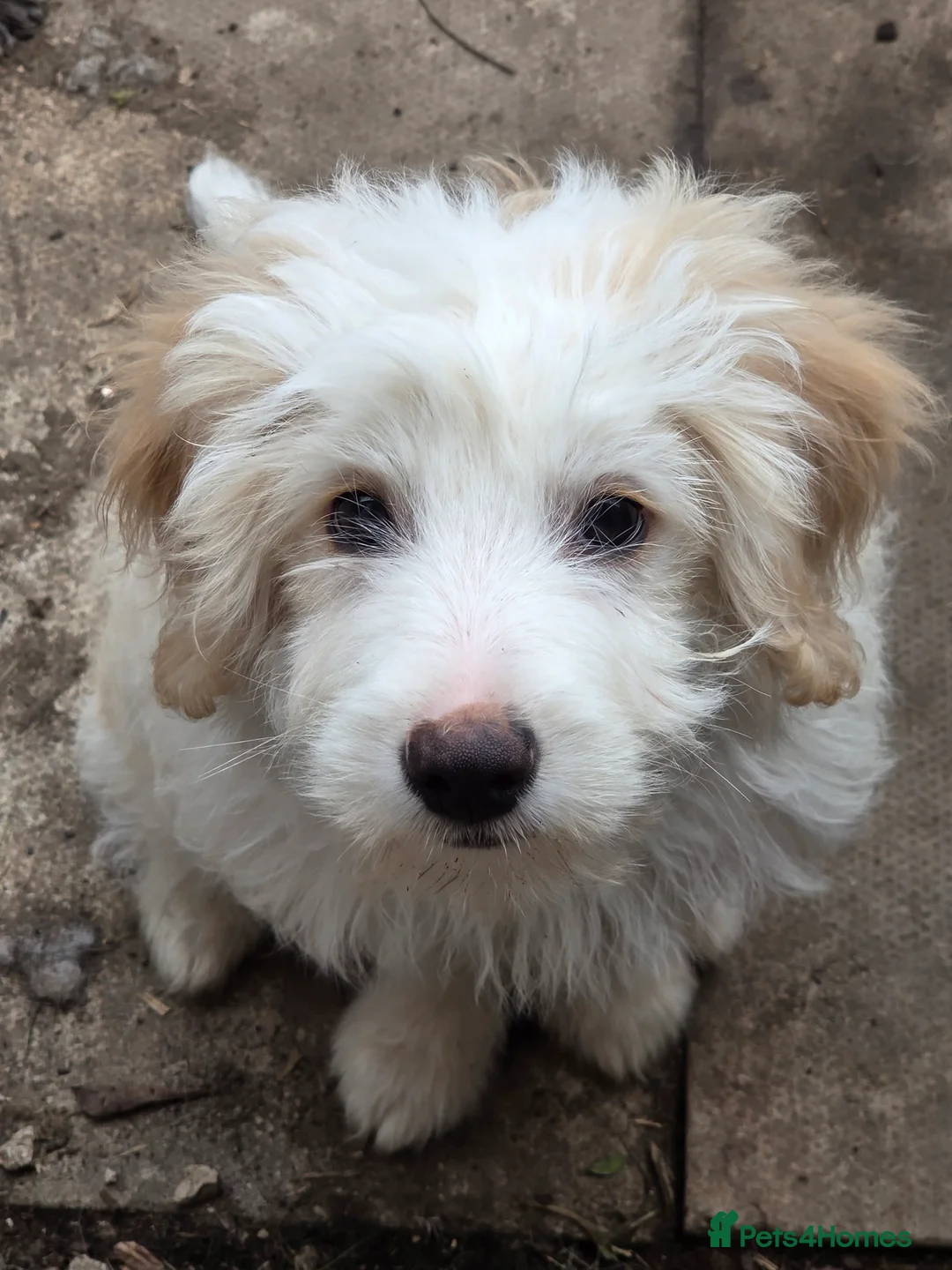 Bordoodle dogs for sale: Bordoodle pups - Advert 1