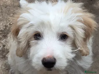 Bordoodle dogs Bordoodle pups - Advert 1