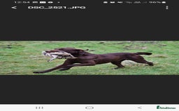 Labrador Retriever dogs for sale: Bundle of Chocolate Joy- Labrador Retrive Puppies - Image 32