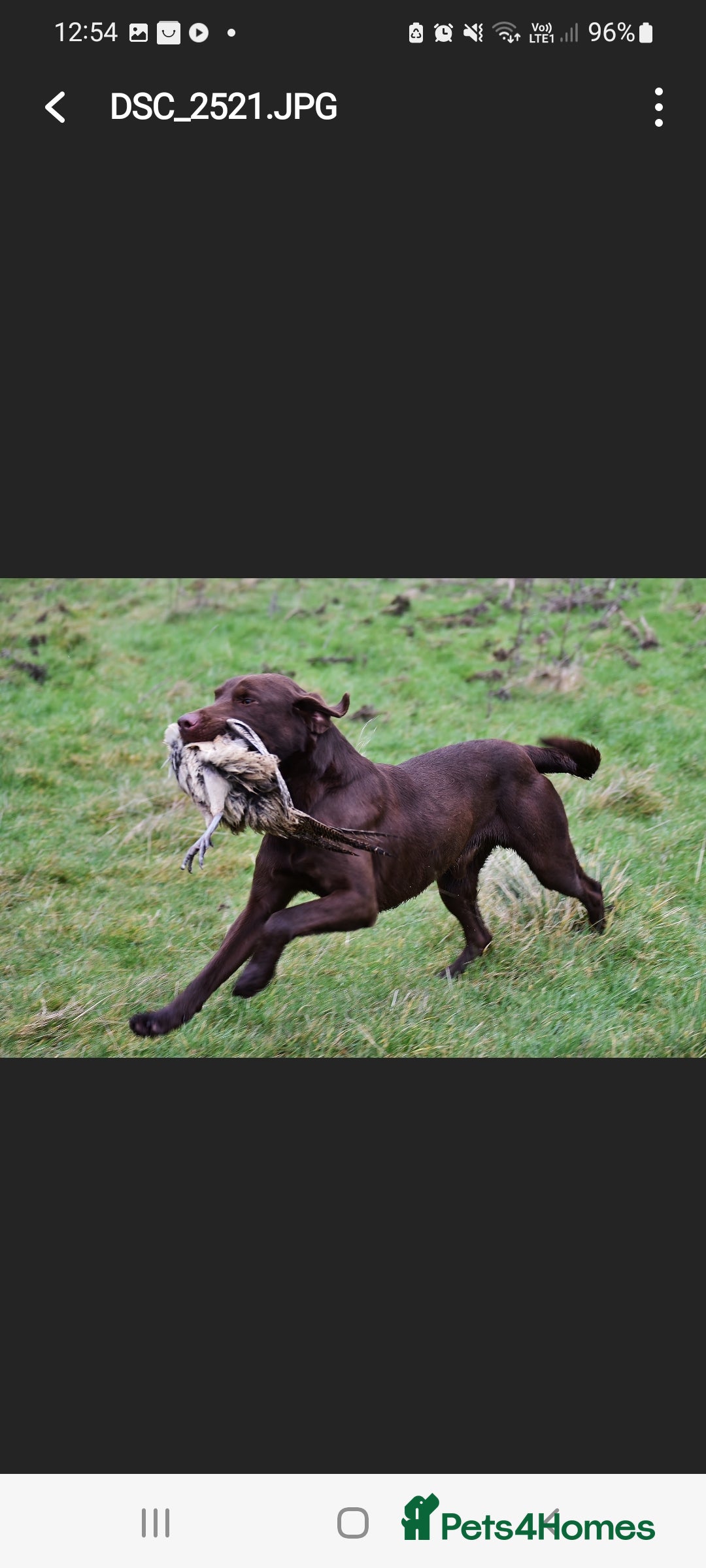 Labrador Retriever dogs for sale: Bundle of Chocolate Joy- Labrador Retrive Puppies - Image 32
