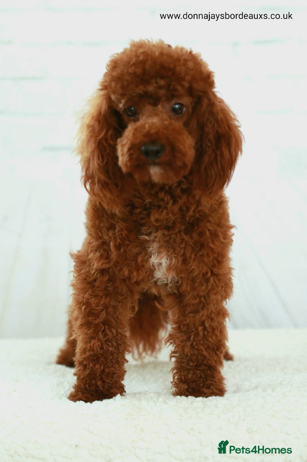 Toy Poodle dogs Donnajays Professional licensed health tested in Stafford - Advert 2