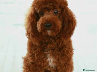 Toy Poodle dogs Donnajays Professional licensed health tested in Stafford - Advert 18