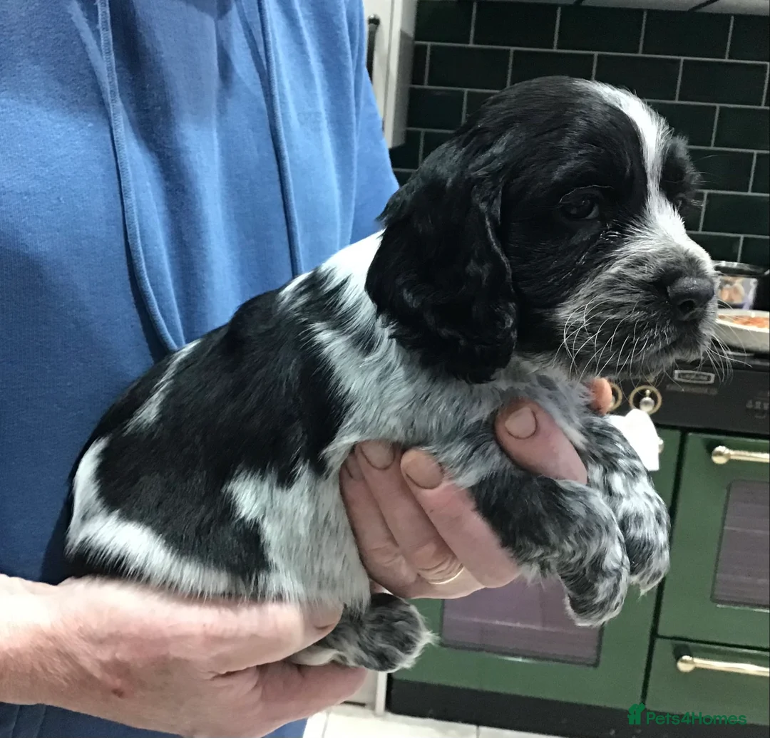 Cocker Spaniel dogs for sale: ABSOLUTELY STUNNING COCKER SPANIEL PUPPIES  - Advert 15