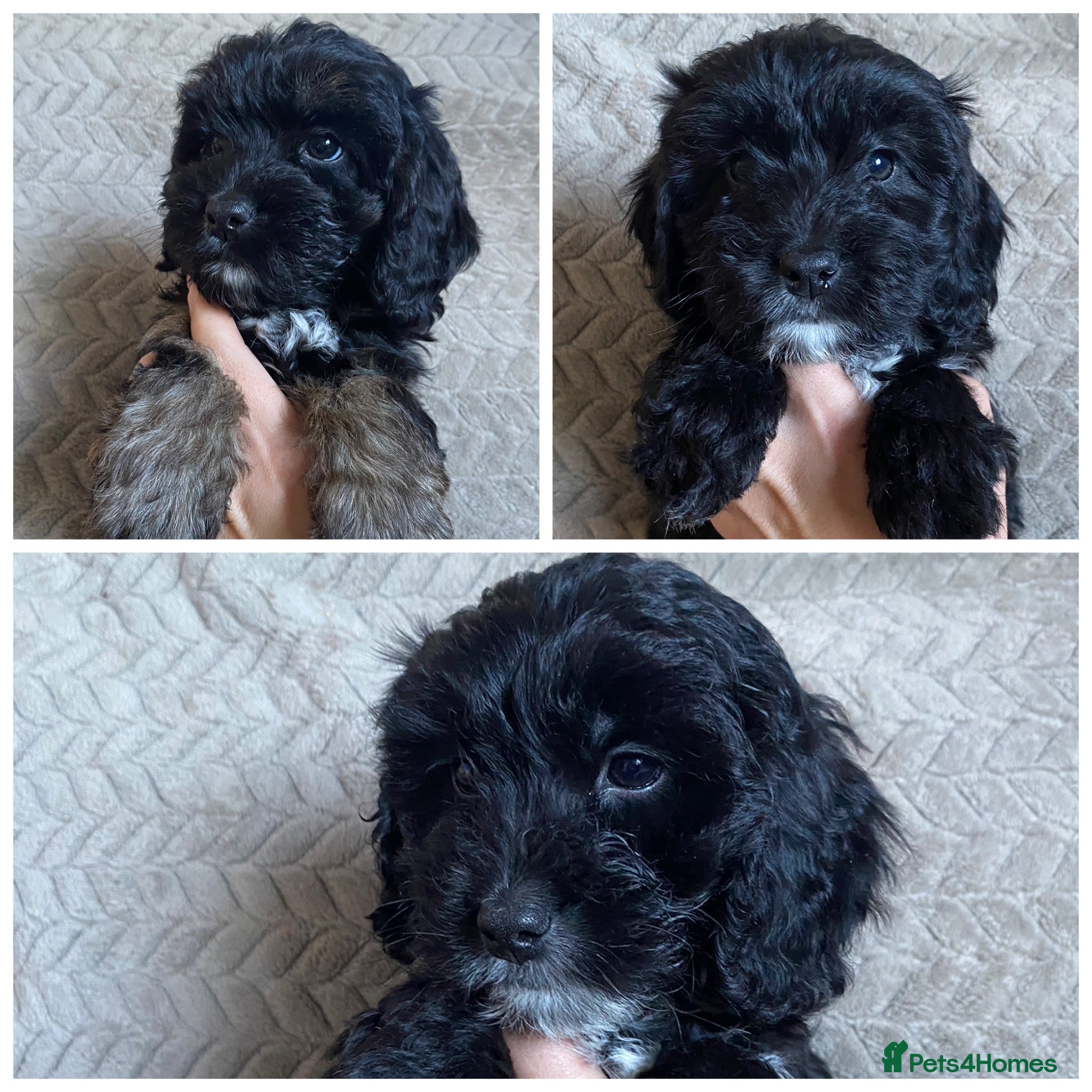 Cockapoo dogs F1 Cockapoo puppies  - Advert 11