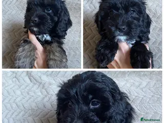 Cockapoo dogs F1 Cockapoo puppies - Advert 11
