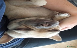 French Bulldog dogs for sale: 2 year old female  - Image 1