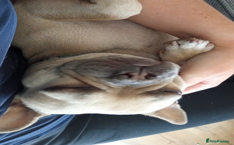 French Bulldog dogs - Advert 1