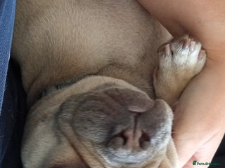 French Bulldog dogs - Advert 4