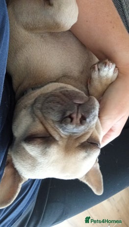 French Bulldog dogs - Advert 1