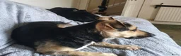 Mixed Breed dogs for adoption: ANTONIO - FOR ADOPTION  in Southport - Advert 5