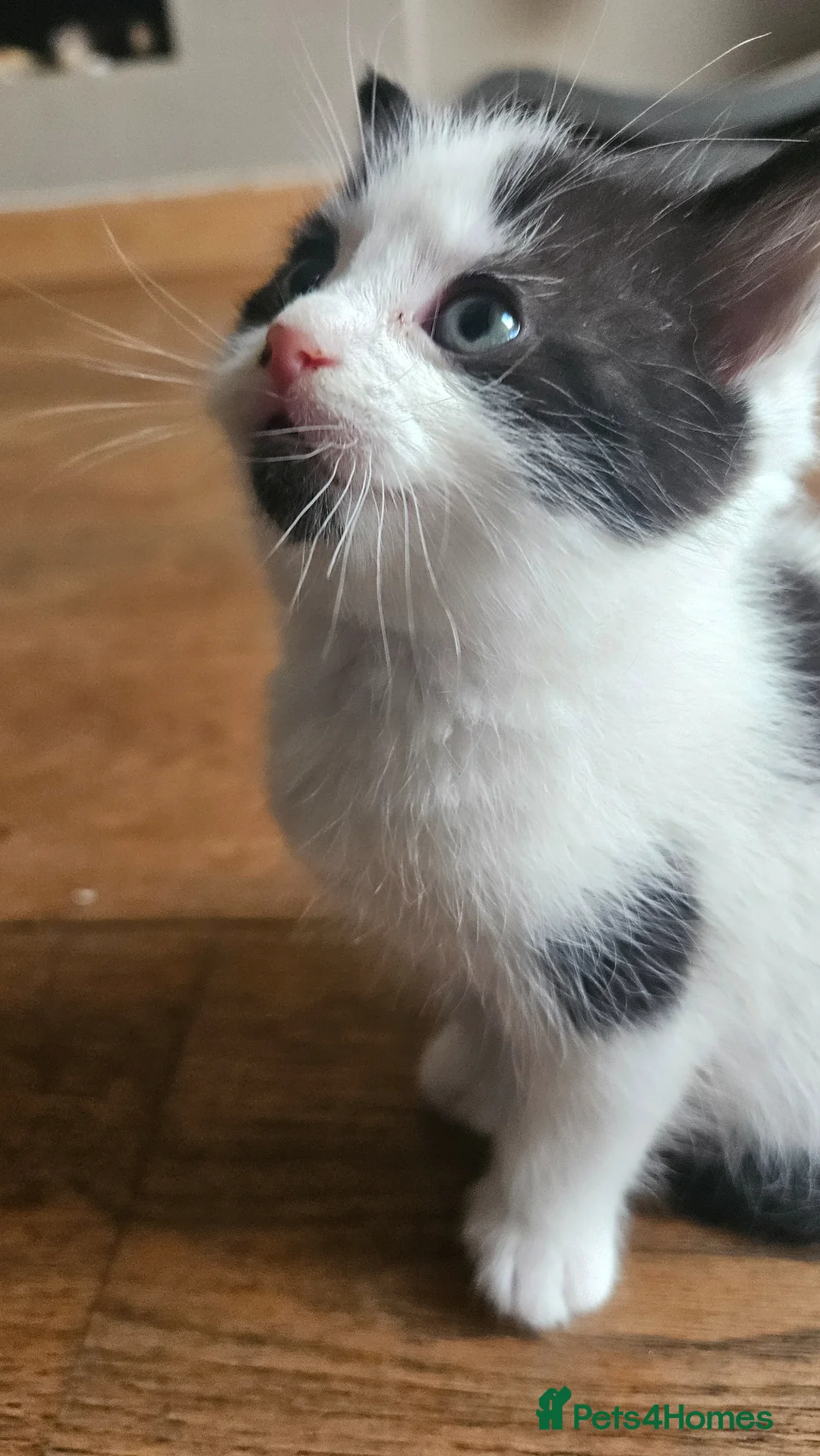 Mixed Breed cats for sale: 2 cute little Boy kittens - East London - Advert 8