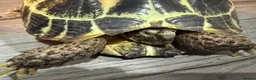 Tortoise reptiles for sale: Tortoise - Advert 2
