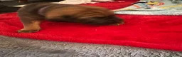 Mixed Breed dogs for sale: Cocker Spaniel x Shar Pei x Staff - Advert 6