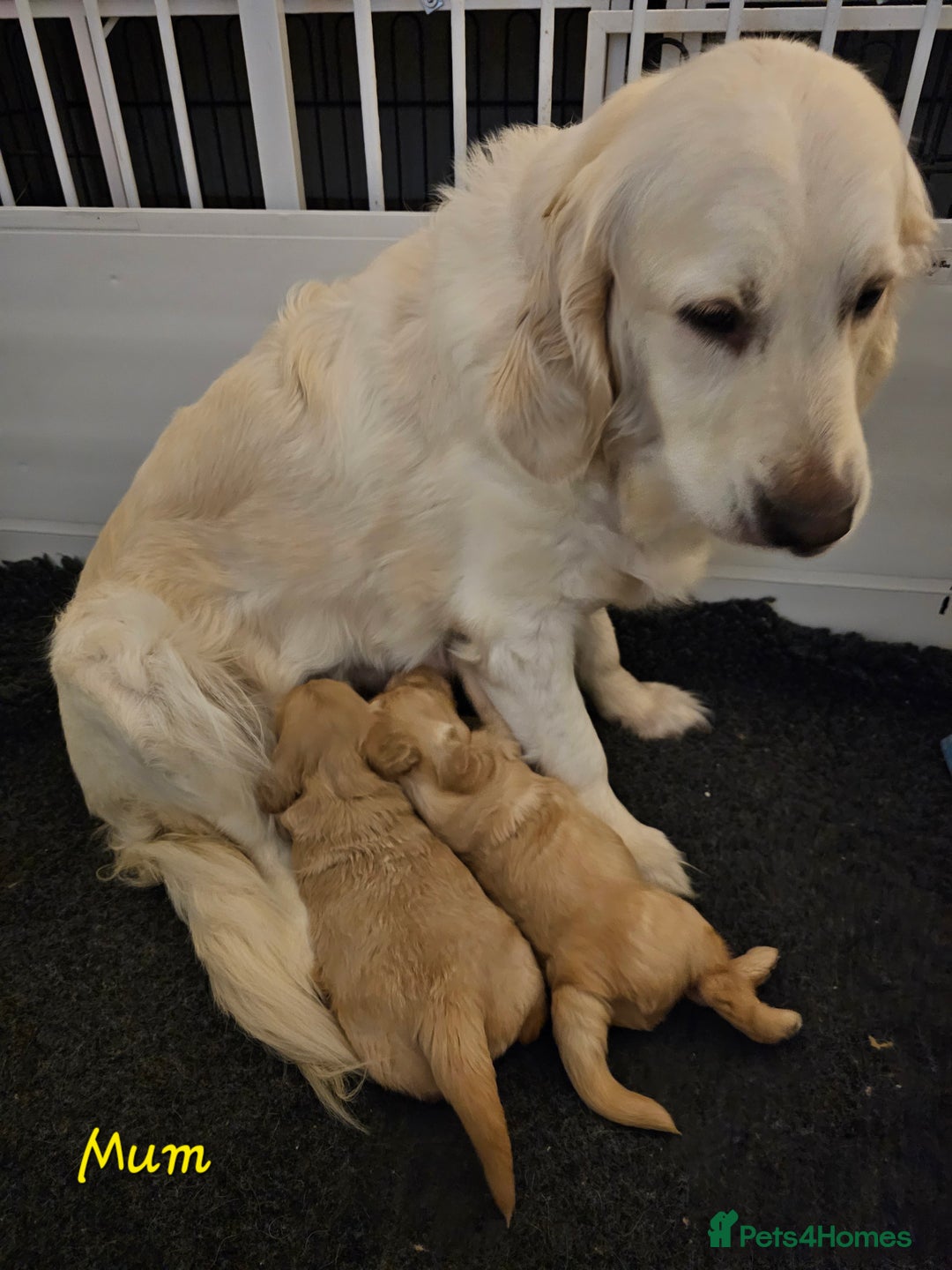 Goldendoodle dogs for sale: F1 Goldendoodle - Image 8