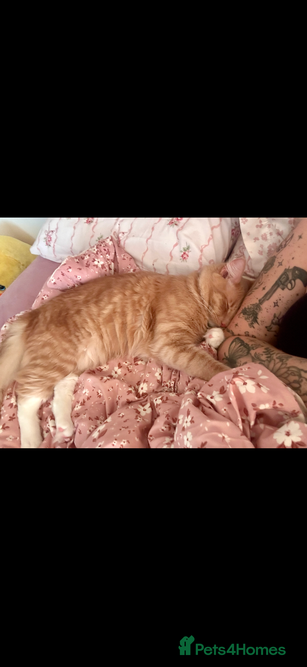 Mixed Breed cats for sale: Special needs cat for rehoming  - Advert 2