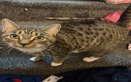 British Shorthair cats for sale: Female British Shorthair – - Advert 4