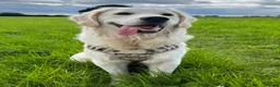 Golden Retriever dogs for sale:     KC Golden Retriever Puppies Due October - Advert 5