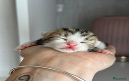 Mixed Breed cats for sale: Beautiful Tabby Kittens For Sale  - Image 10