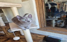 Russian Blue cats for sale: TICA pedigree russian blue adult sisters - Image 3