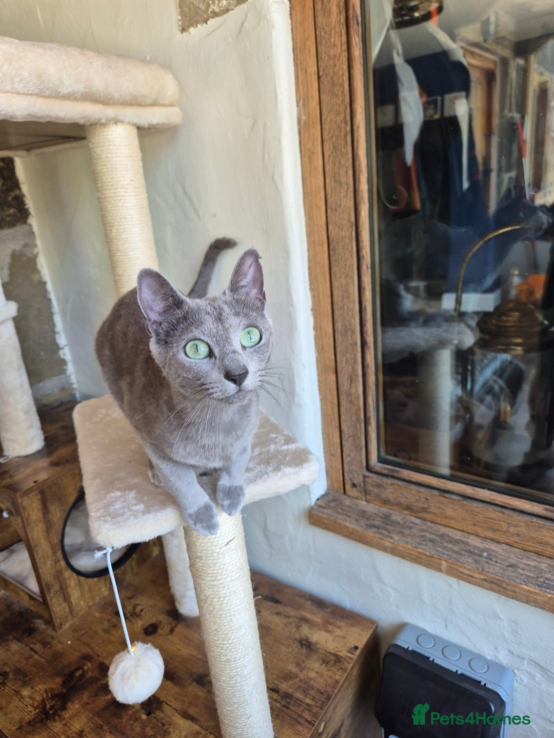 Russian Blue cats for sale: TICA pedigree russian blue adult sisters - Image 3