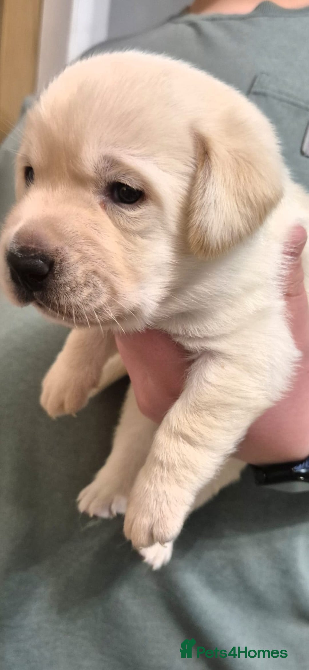 Labrador Retriever dogs for sale: Chunky beautiful ❤️ Yellow puppies . - Advert 10