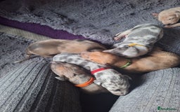 Lurcher dogs for sale: Saluki Lurcher  - Image 30