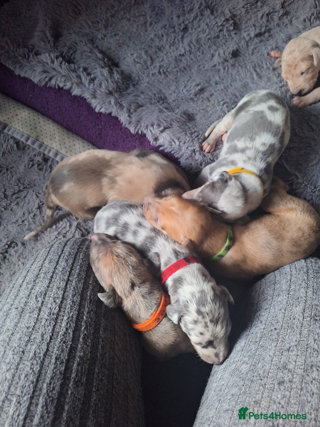 Lurcher dogs for sale: Saluki Lurcher  - Image 30