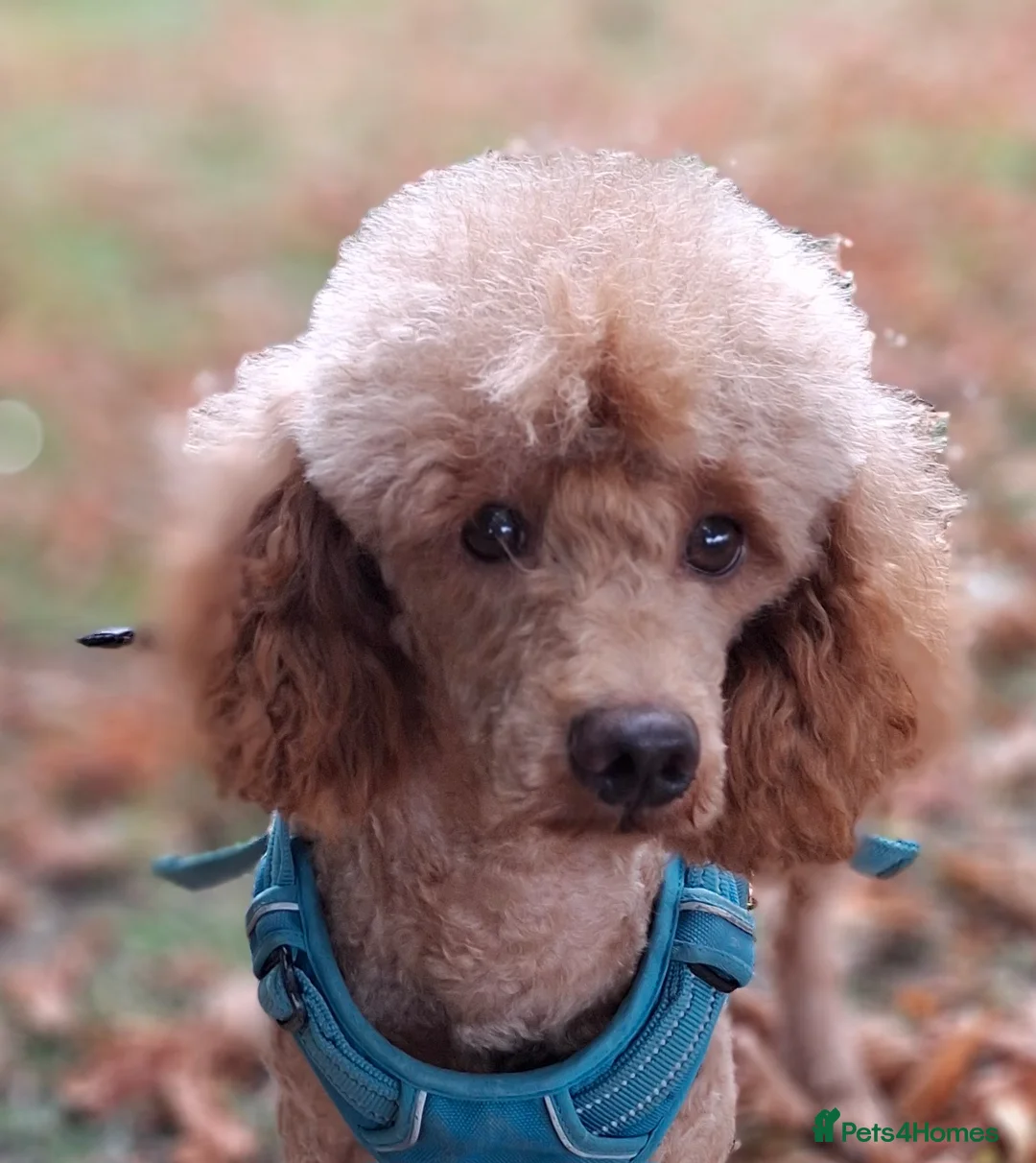 Miniature Poodle dogs for stud: Kc Minature Poodle for stud - Advert 3