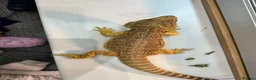 Bearded Dragon reptiles for sale: Bearded dragon  in London - Advert 3