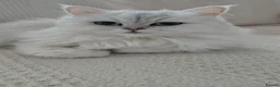 Persian cats for sale: URGENT REHOMING PERSIAN SILVER CHINCHILLA  - Advert 17