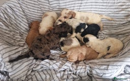 Cockapoo dogs for sale: Cockapoo puppies  - Image 13