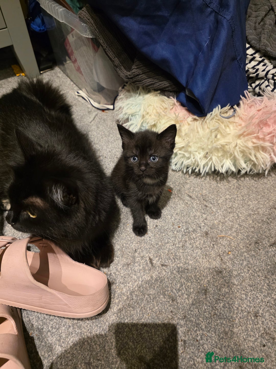 British Longhair cats for sale: 7 kittens boys and girls. British longhair cross  - Image 13
