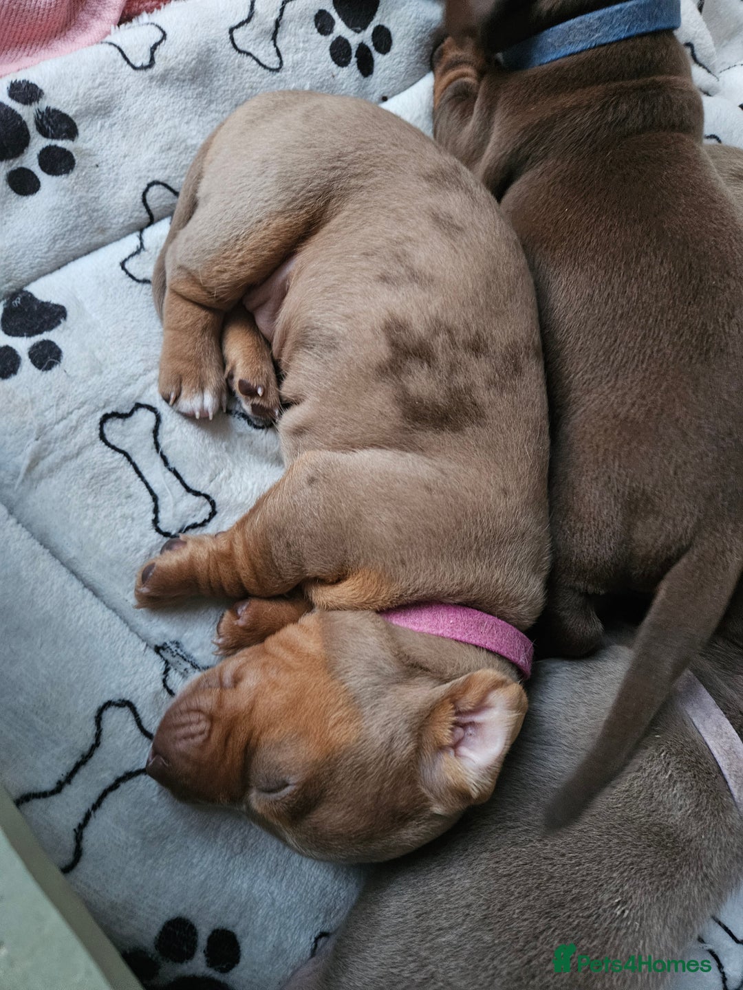 Miniature Dachshund dogs for sale: Miniature Dachshunds For Sale - Image 8