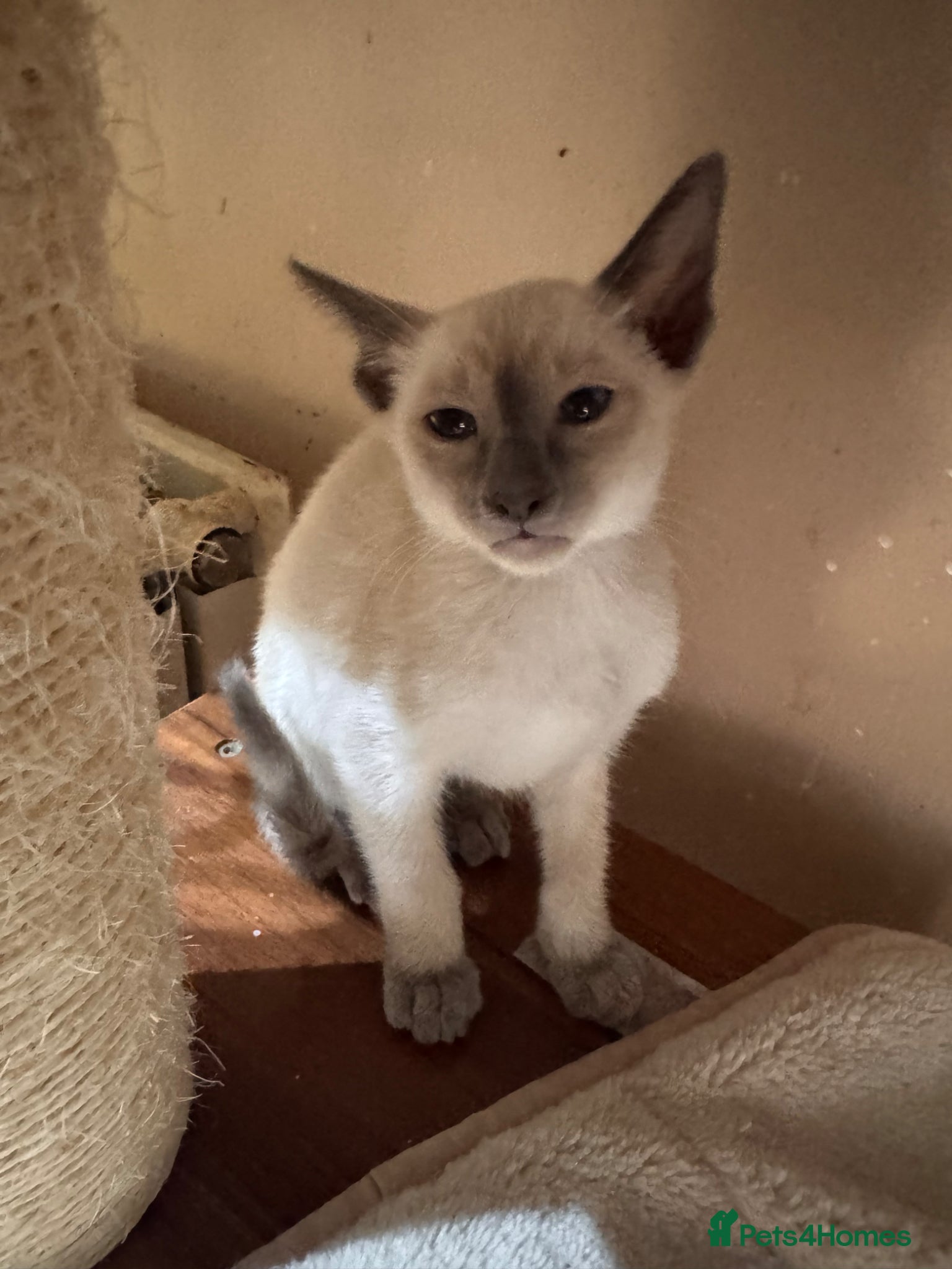 Siamese cats 1 stunning Siamese girl available  - Advert 8