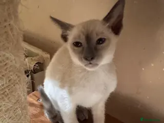 Siamese cats 1 stunning Siamese girl available - Advert 8