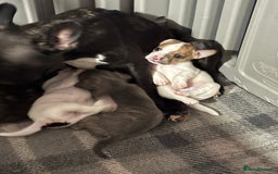 Mixed Breed dogs for sale: French Bull Jacks  (4 x boys 1 x girl) - Image 25