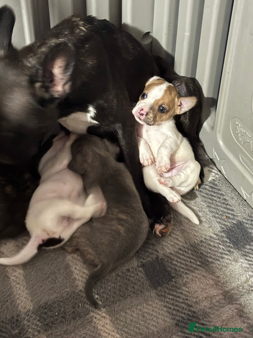 Mixed Breed dogs for sale: French Bull Jacks  (4 x boys 1 x girl) - Image 25