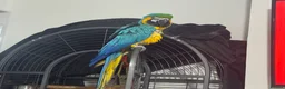 Macaws birds for sale: Blue and gold macaw 5 years old  - Advert 7